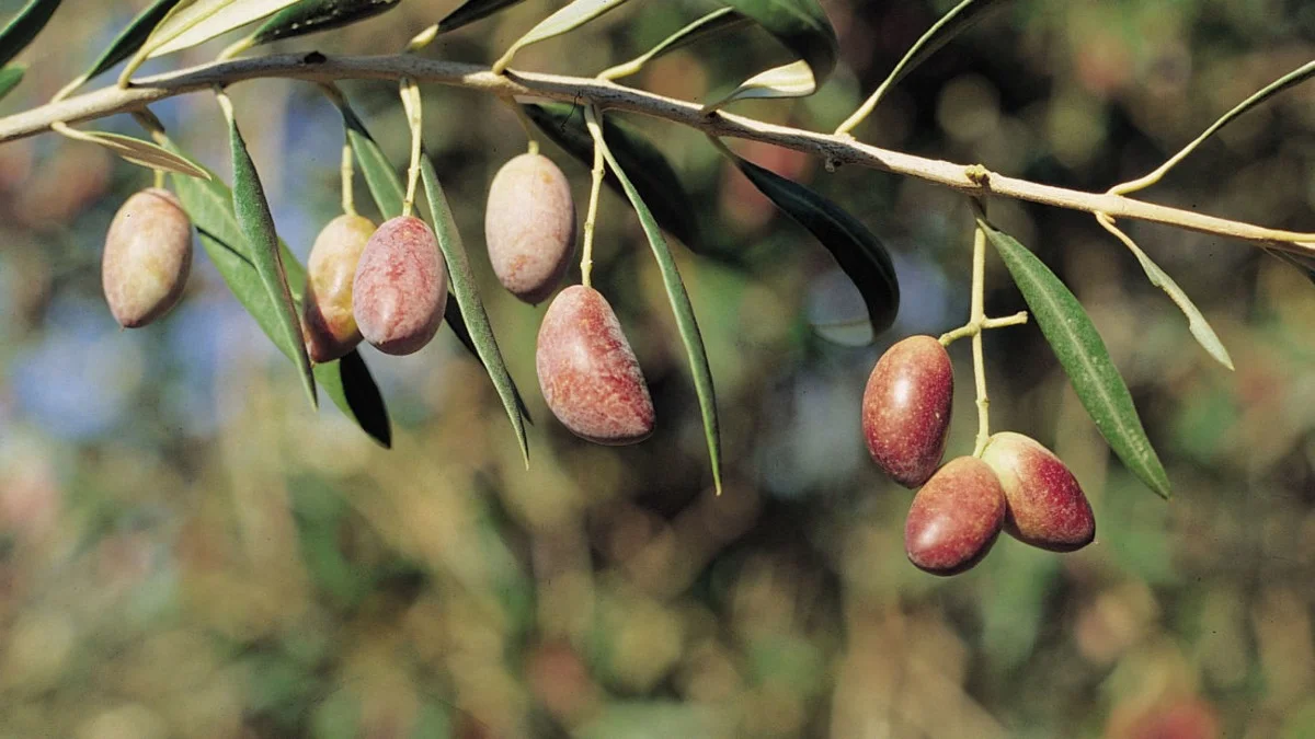 Variedades de aceitunas para los mejores aceites de oliva virgen extra