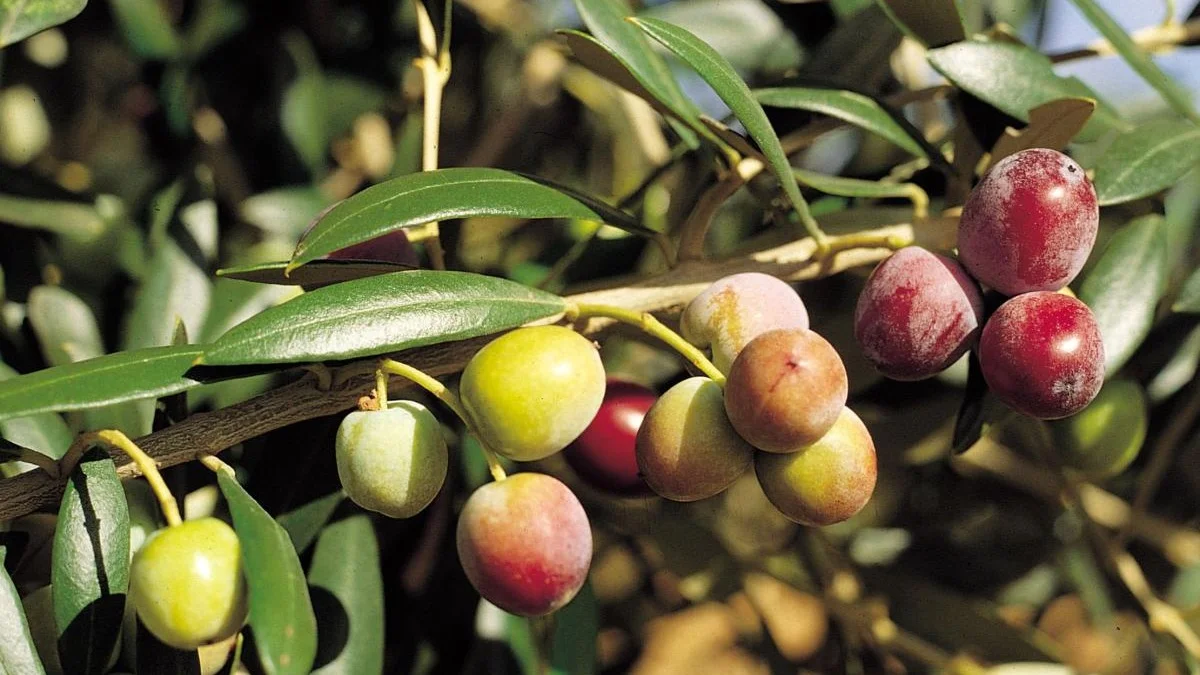 Variedades de aceitunas para los mejores aceites de oliva virgen extra