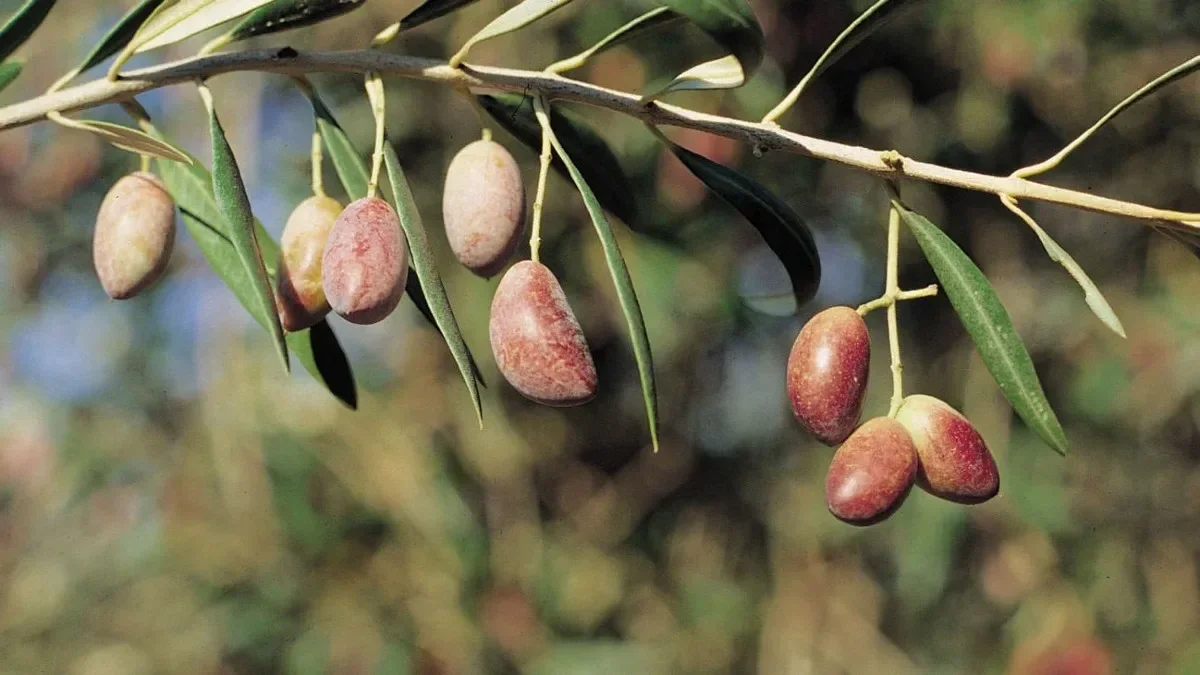 Cornicabra, la variedad de nuestra tierra